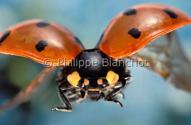 coccinella septempunctata.JPG - Coccinella septempunctata (Portrait)Coccinelle à sept pointsSeven-spot Ladybird Coleoptera, CoccinellidaeFrance